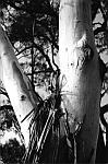 A stringybark eucalyptus tree